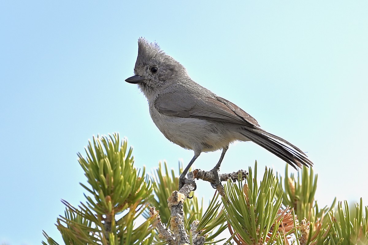 Juniper Titmouse - ML333141051