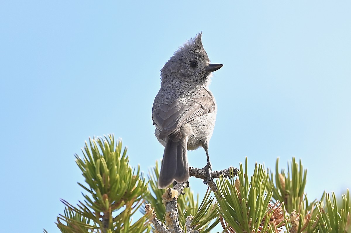 Juniper Titmouse - ML333141071