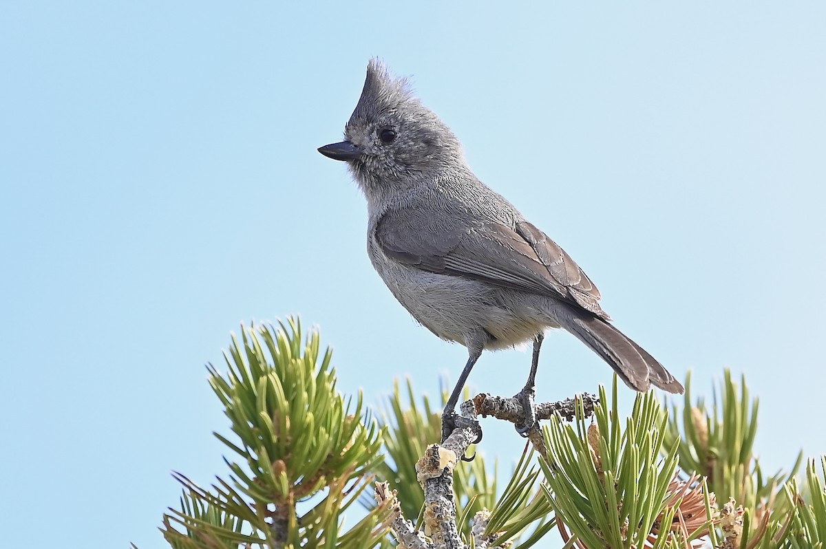 Mésange des genévriers - ML333141111