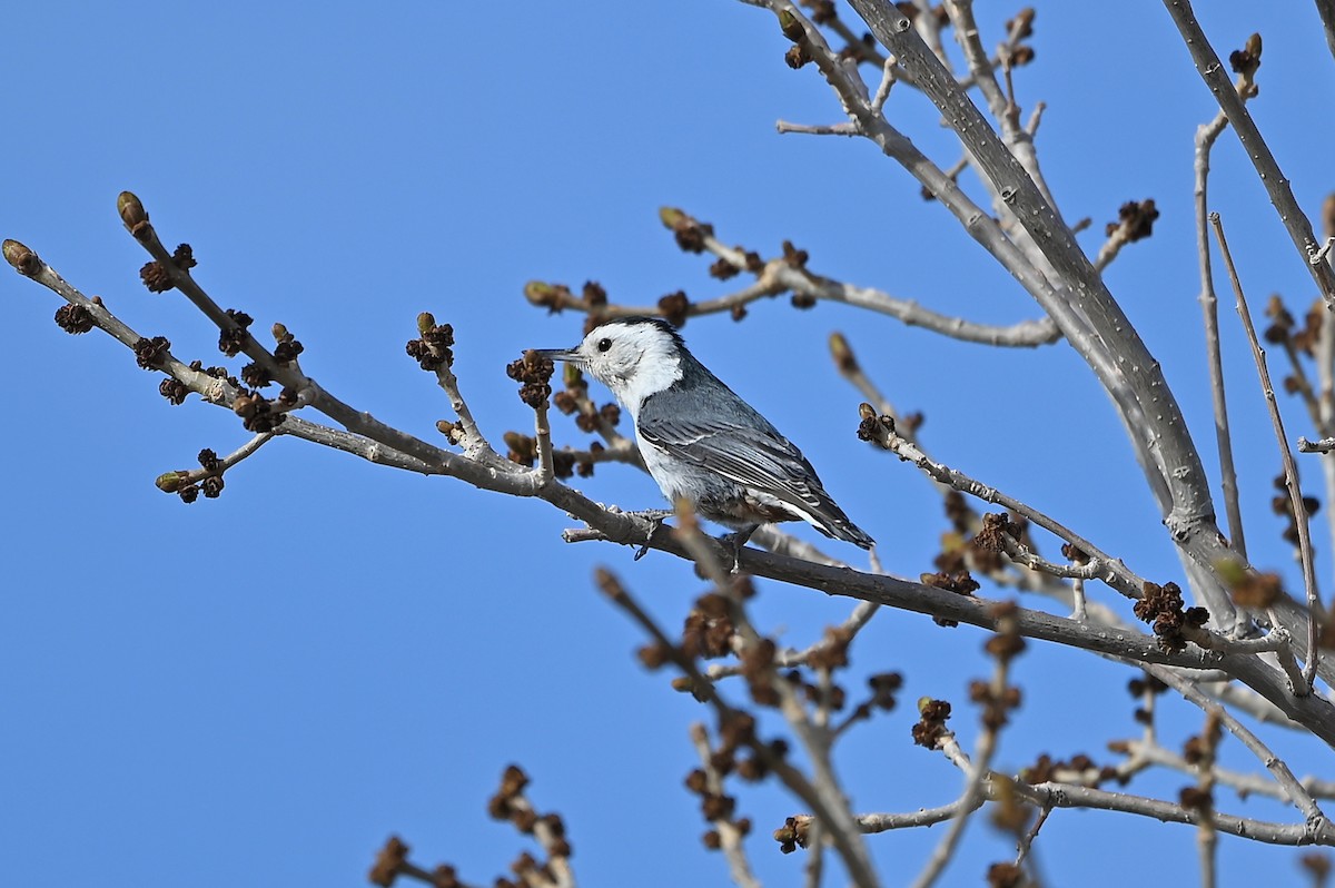 White-breasted Nuthatch - ML333141121