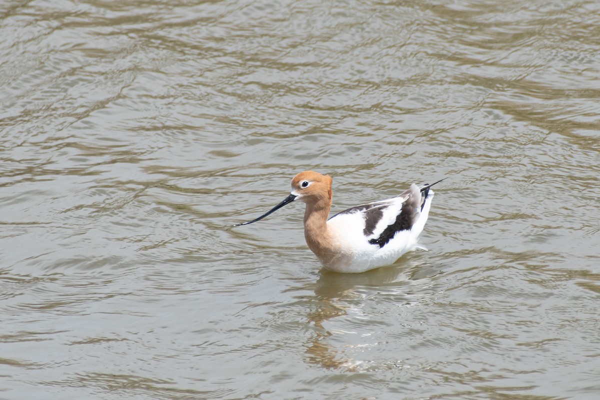 American Avocet - Marija Elden