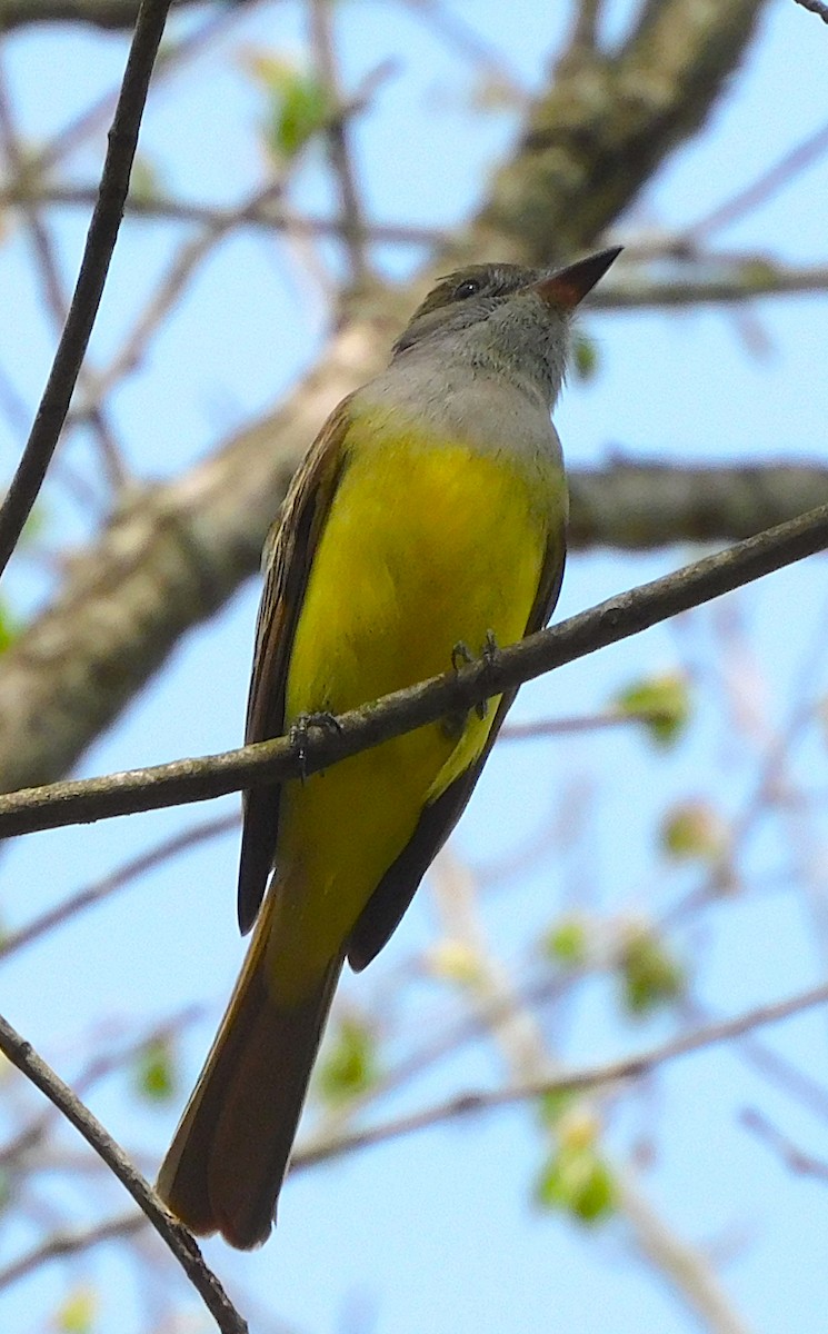 Great Crested Flycatcher - Lee Gray