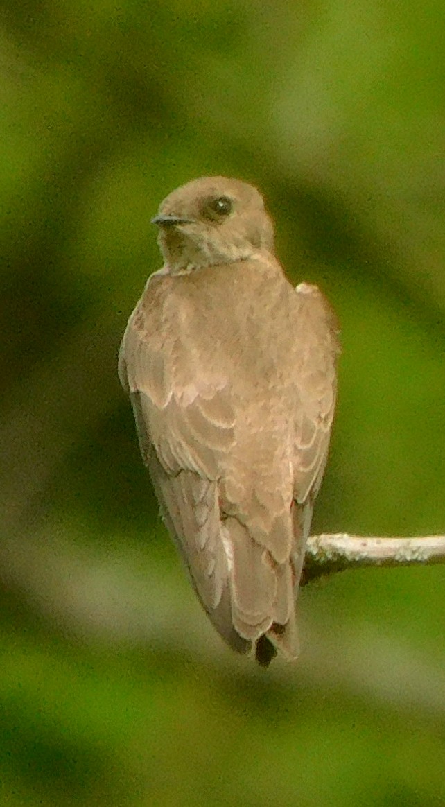 Northern Rough-winged Swallow - Lee Gray