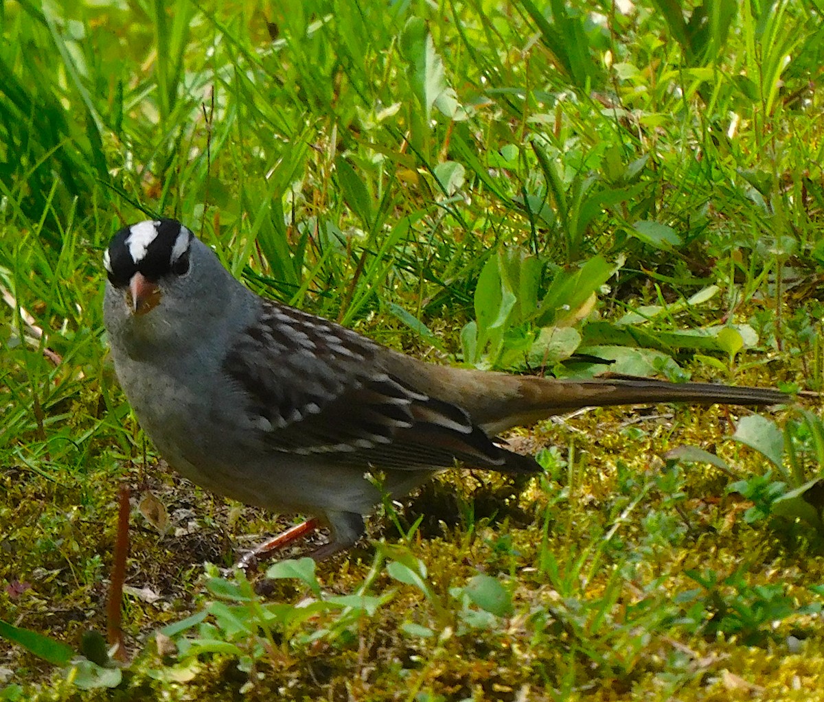 White-crowned Sparrow - Lee Gray