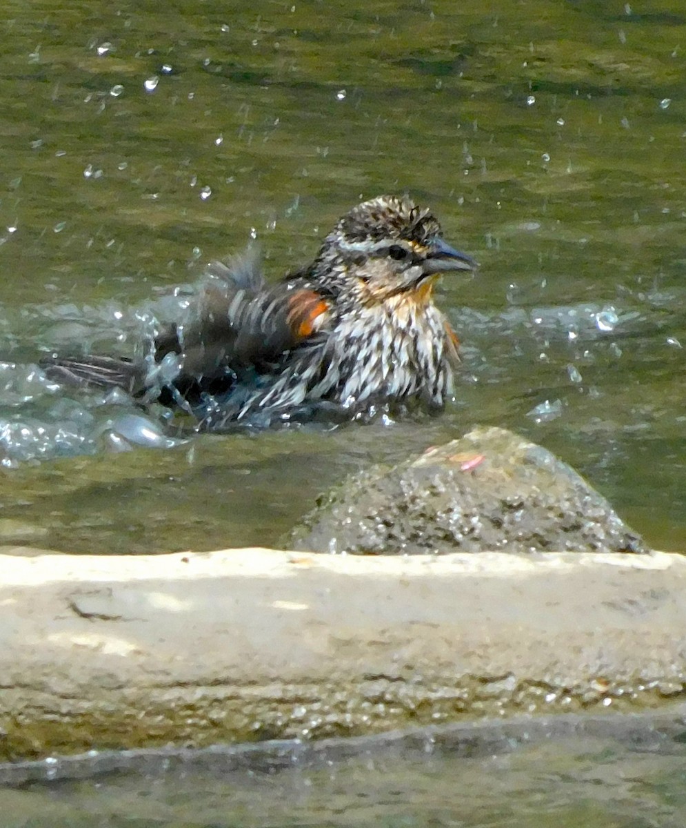 Red-winged Blackbird - Lee Gray