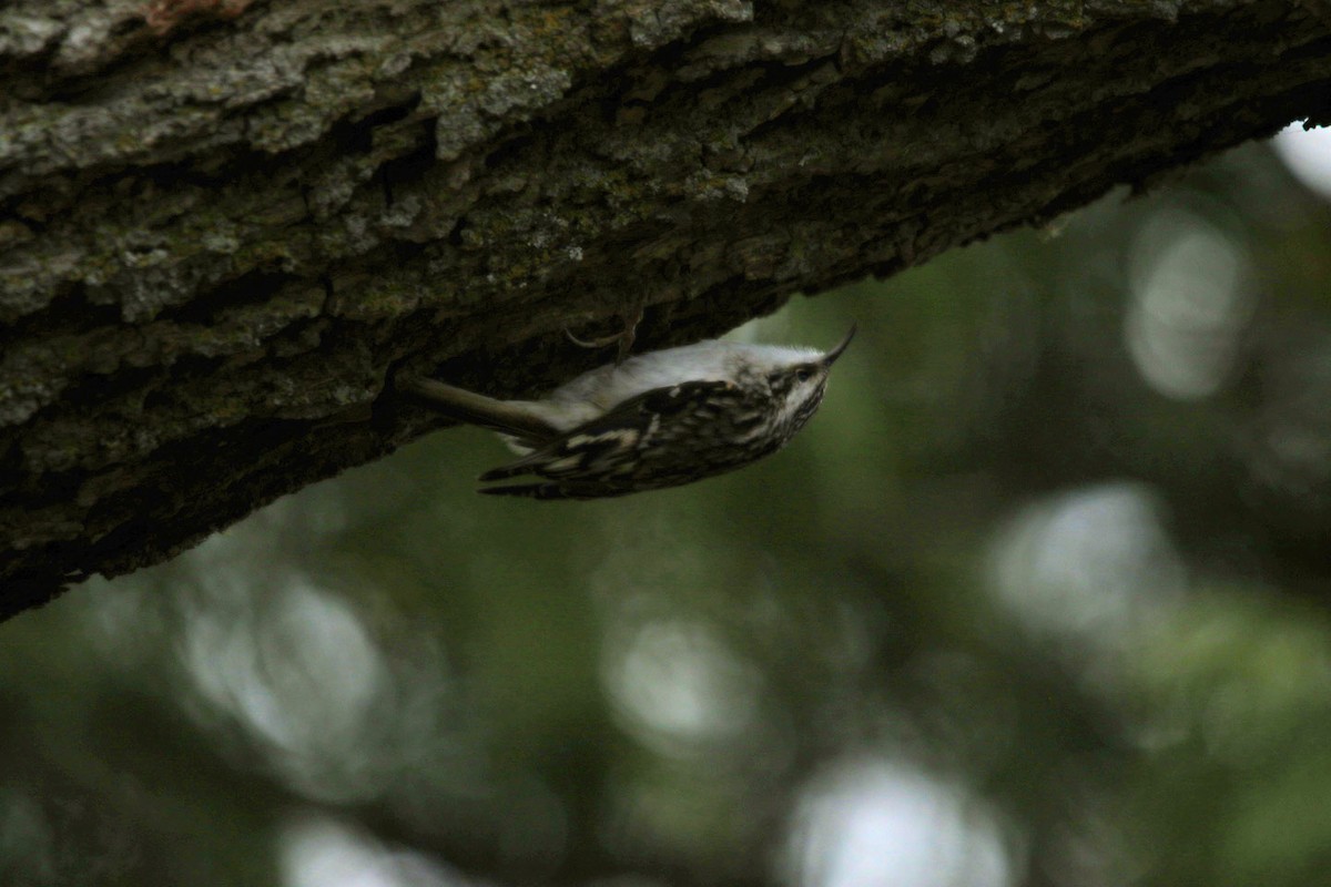 Brown Creeper - ML333148981