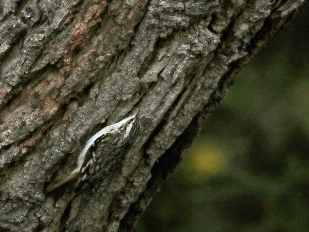 Brown Creeper - ML333148991