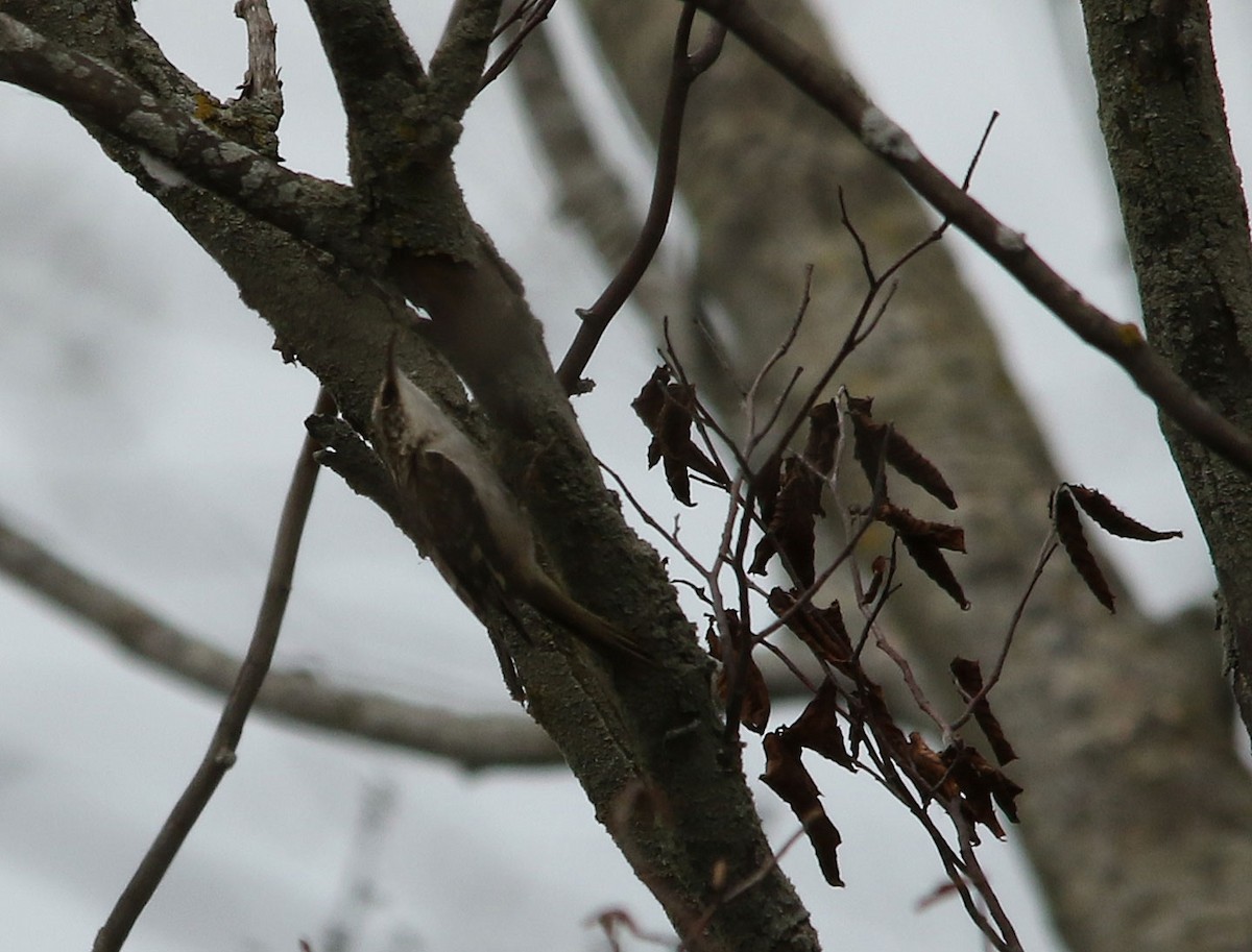 Brown Creeper - ML333149001