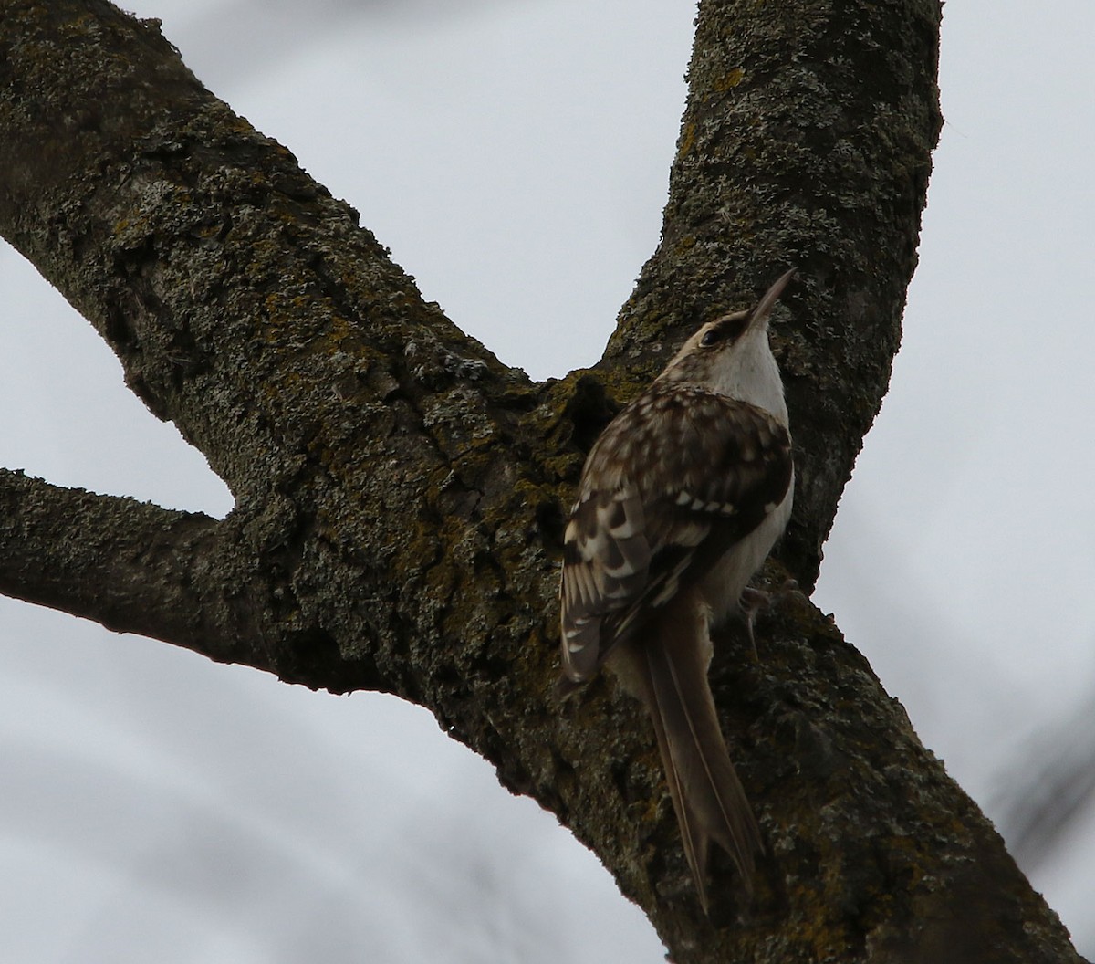 Brown Creeper - ML333149021