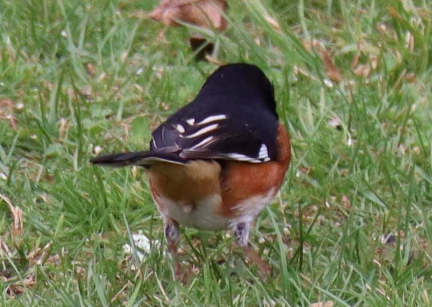 Eastern Towhee - ML333149841