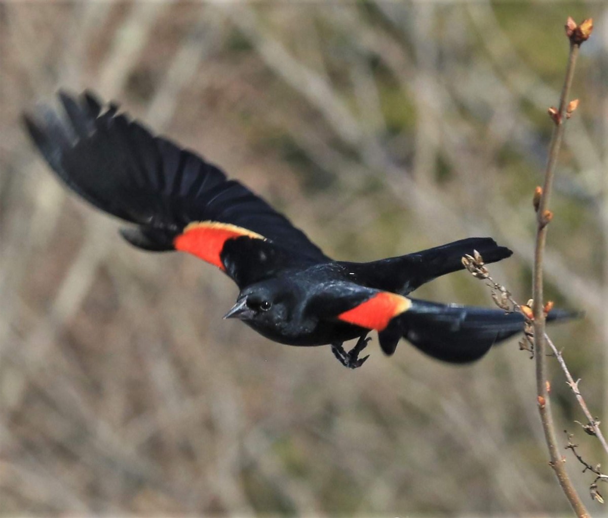 Al Kanatlı Karatavuk [phoeniceus grubu] - ML333150301