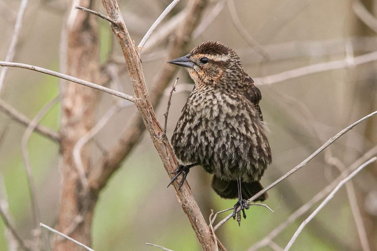 Red-winged Blackbird (Red-winged) - Cynthia King