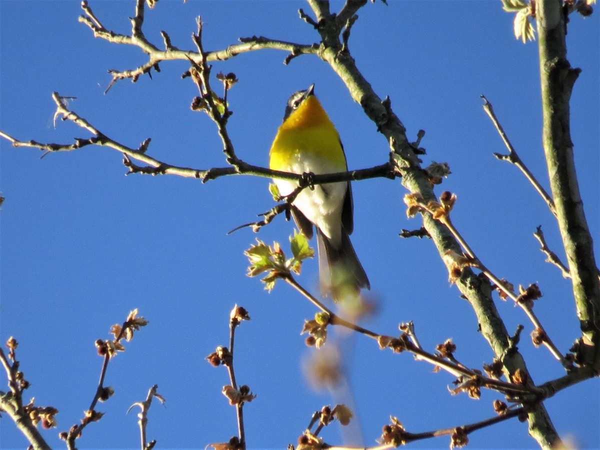 Yellow-breasted Chat - ML333150751