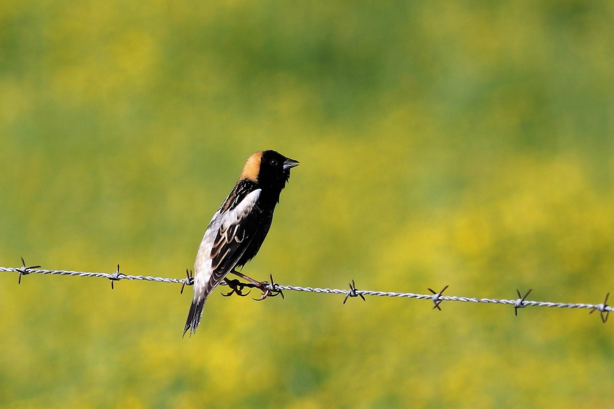 bobolink americký - ML333150811