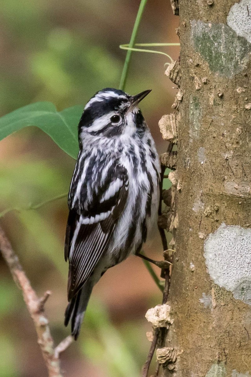 Black-and-white Warbler - Cynthia King