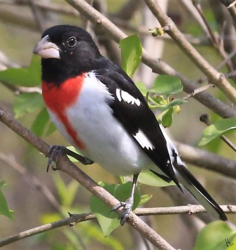 Rose-breasted Grosbeak - ML333151071