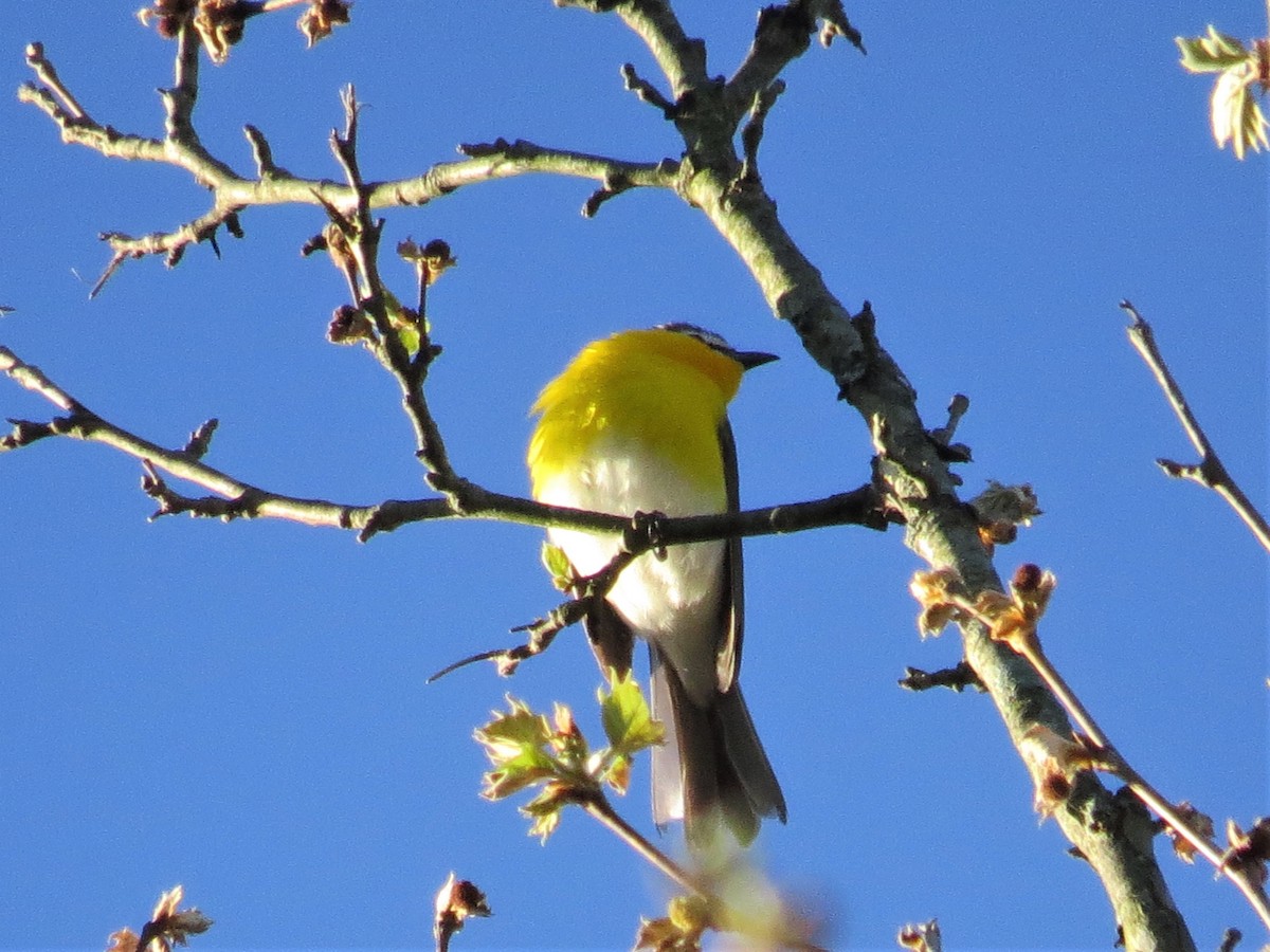Yellow-breasted Chat - ML333151301