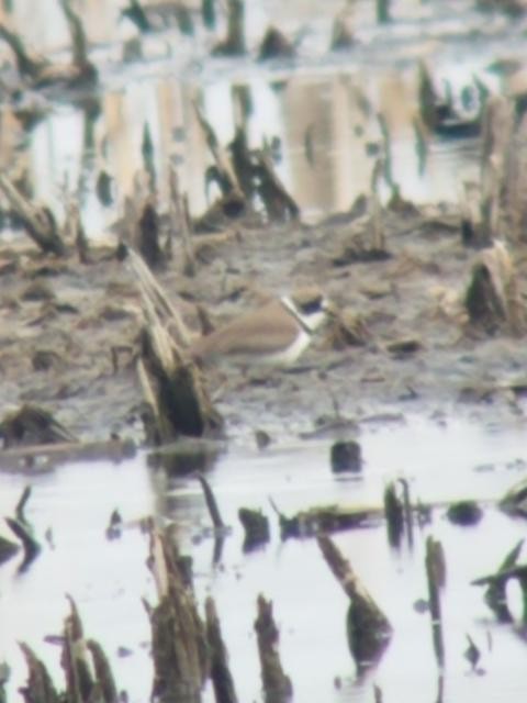 Semipalmated Plover - ML333151431