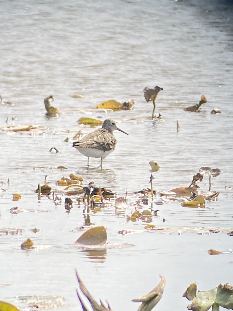 Solitary Sandpiper - ML333151891