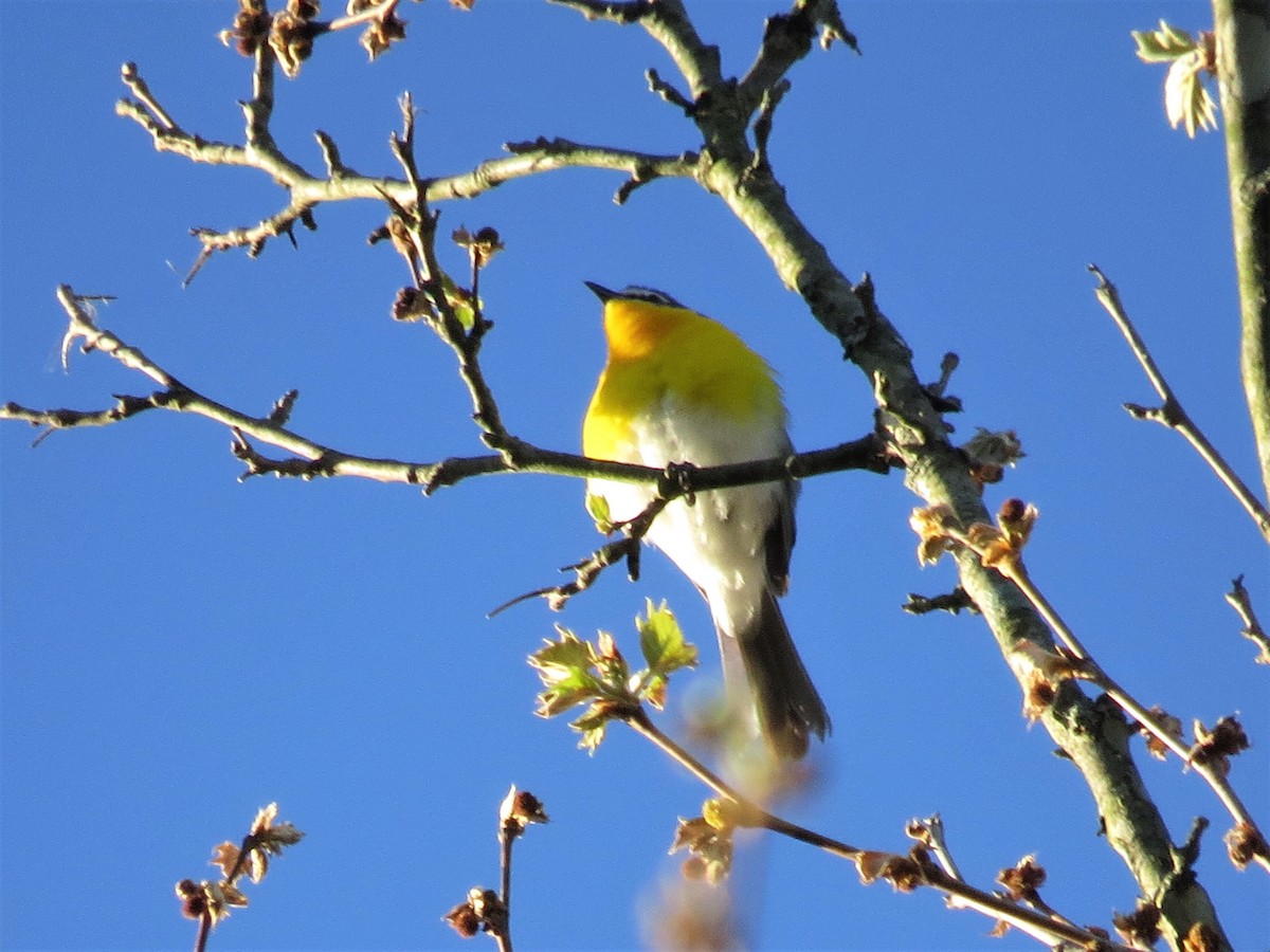 Yellow-breasted Chat - ML333152021