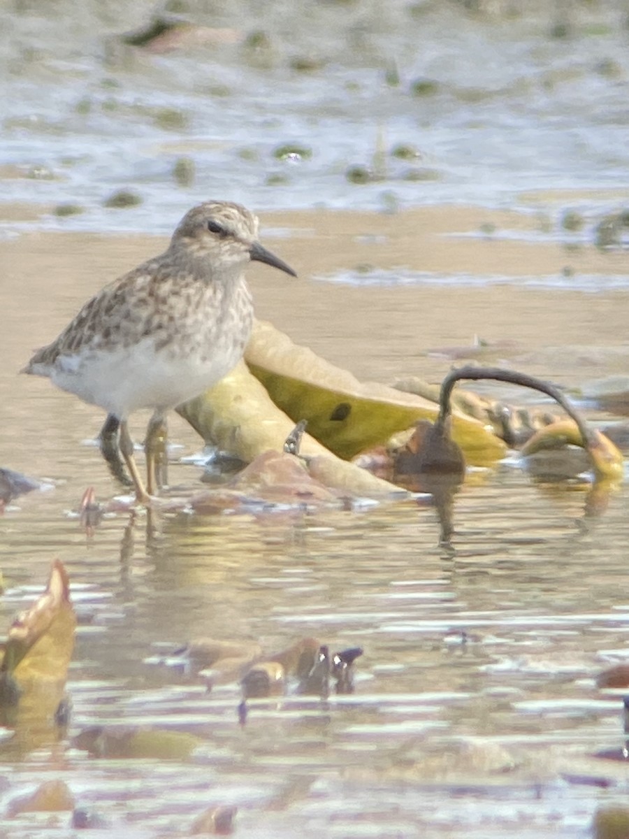 Gambecchio americano - ML333152141