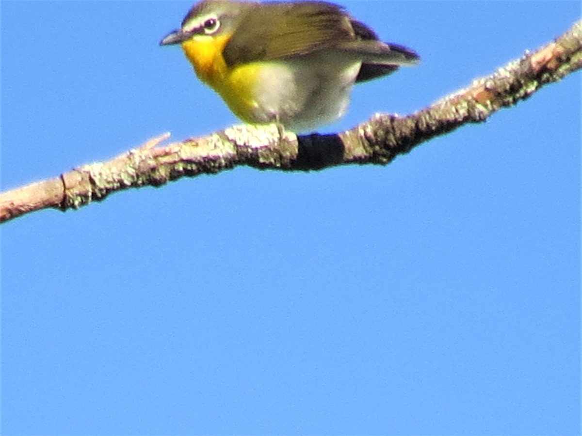 Yellow-breasted Chat - ML333152731