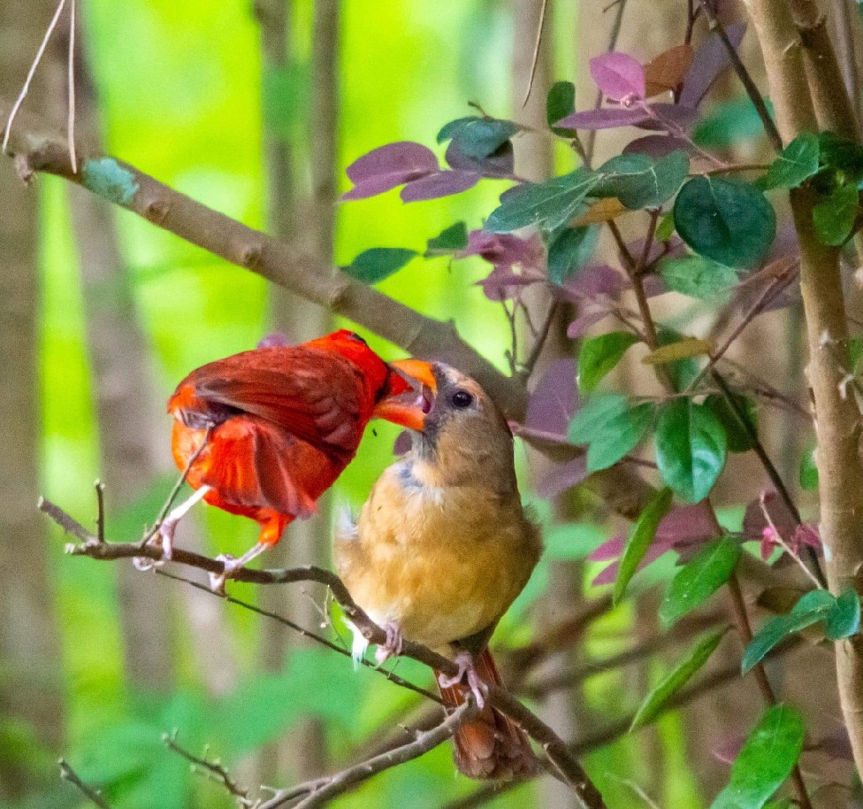 Northern Cardinal - ML333153181