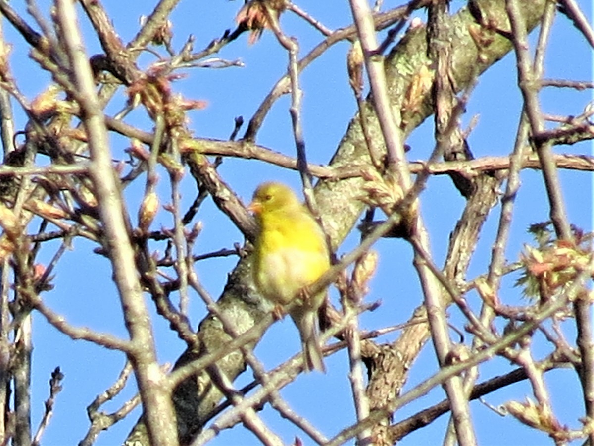American Goldfinch - ML333153241