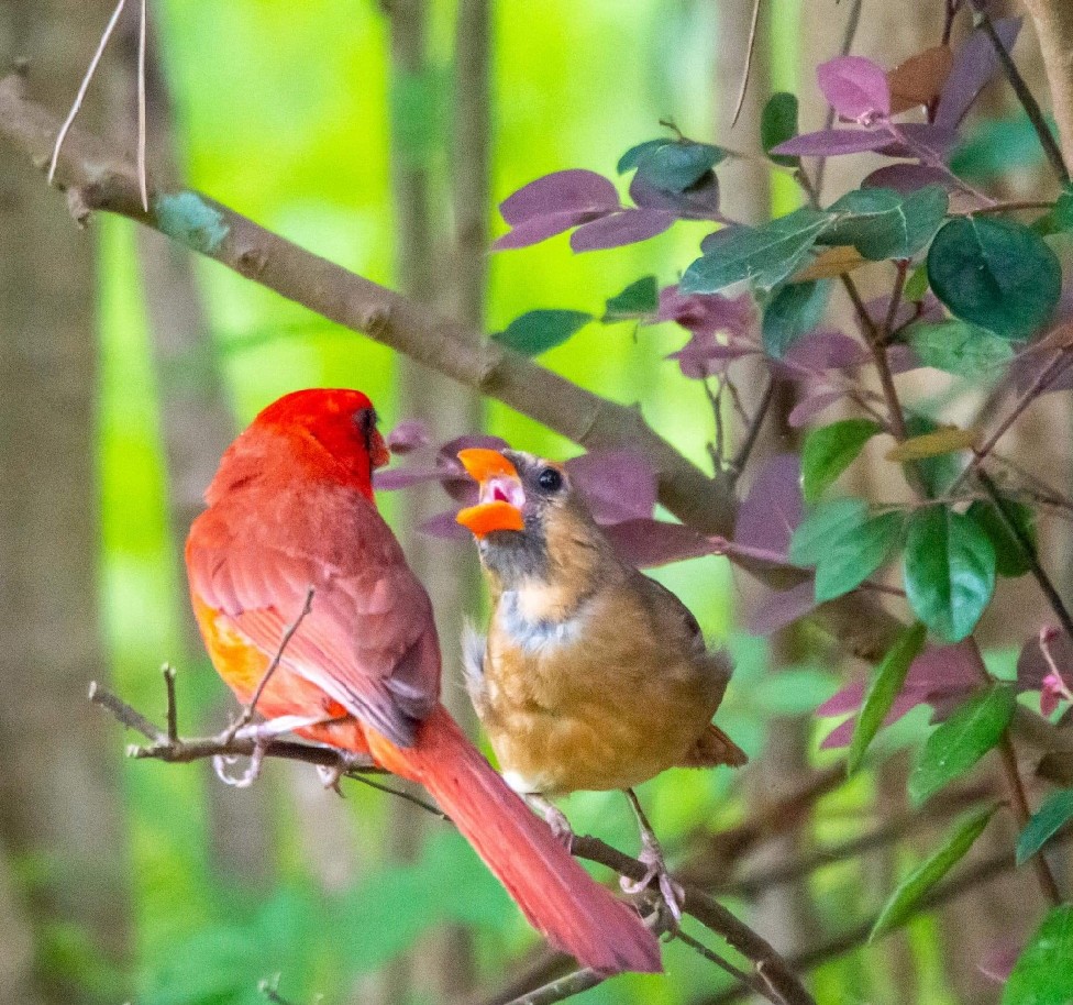 Northern Cardinal - ML333153361