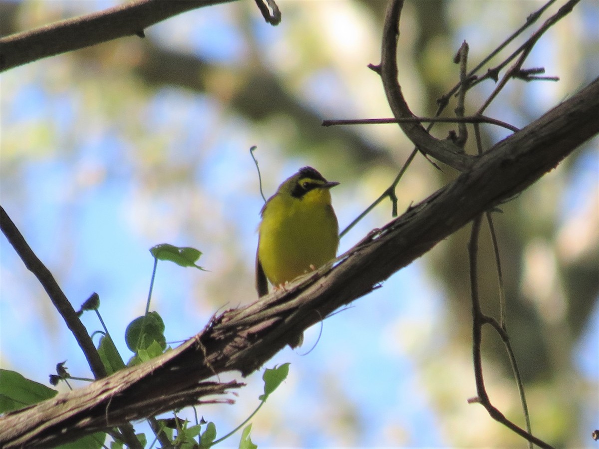 Kentucky Warbler - ML333153811