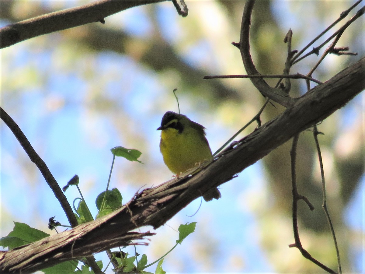 Kentucky Warbler - ML333154381