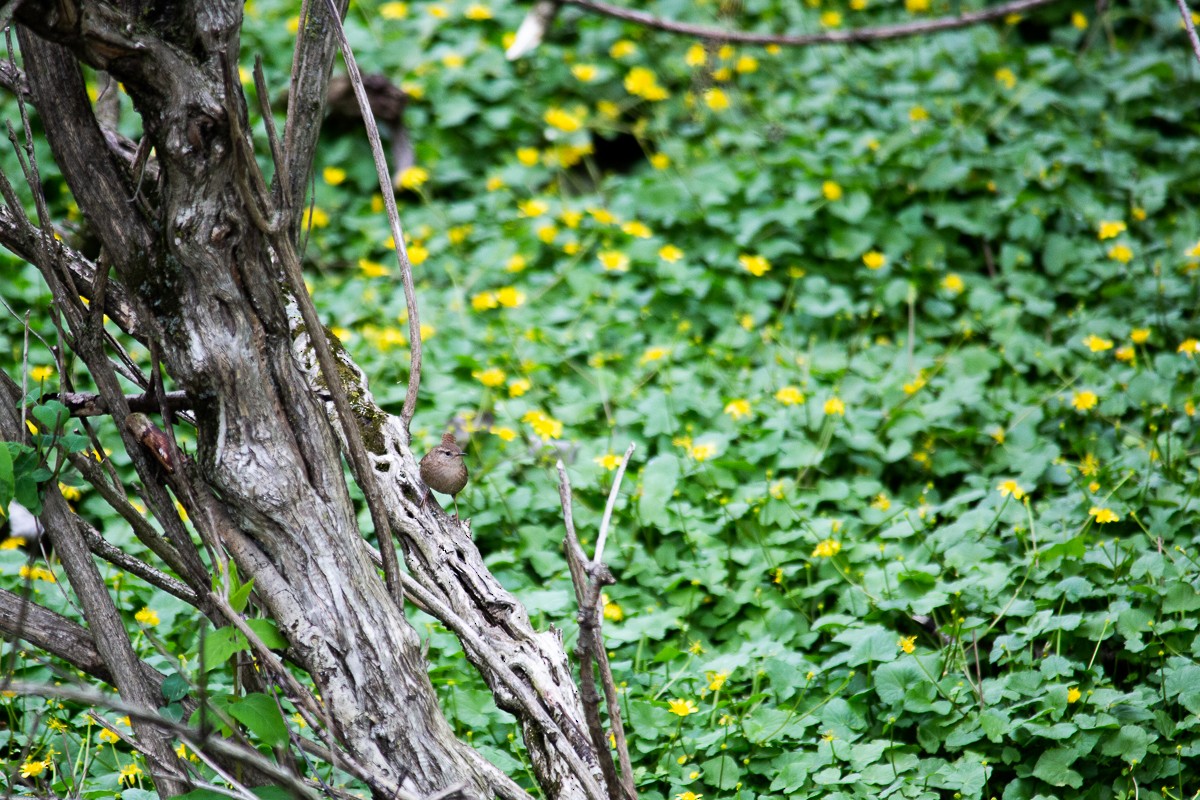 Winter Wren - ML333154601