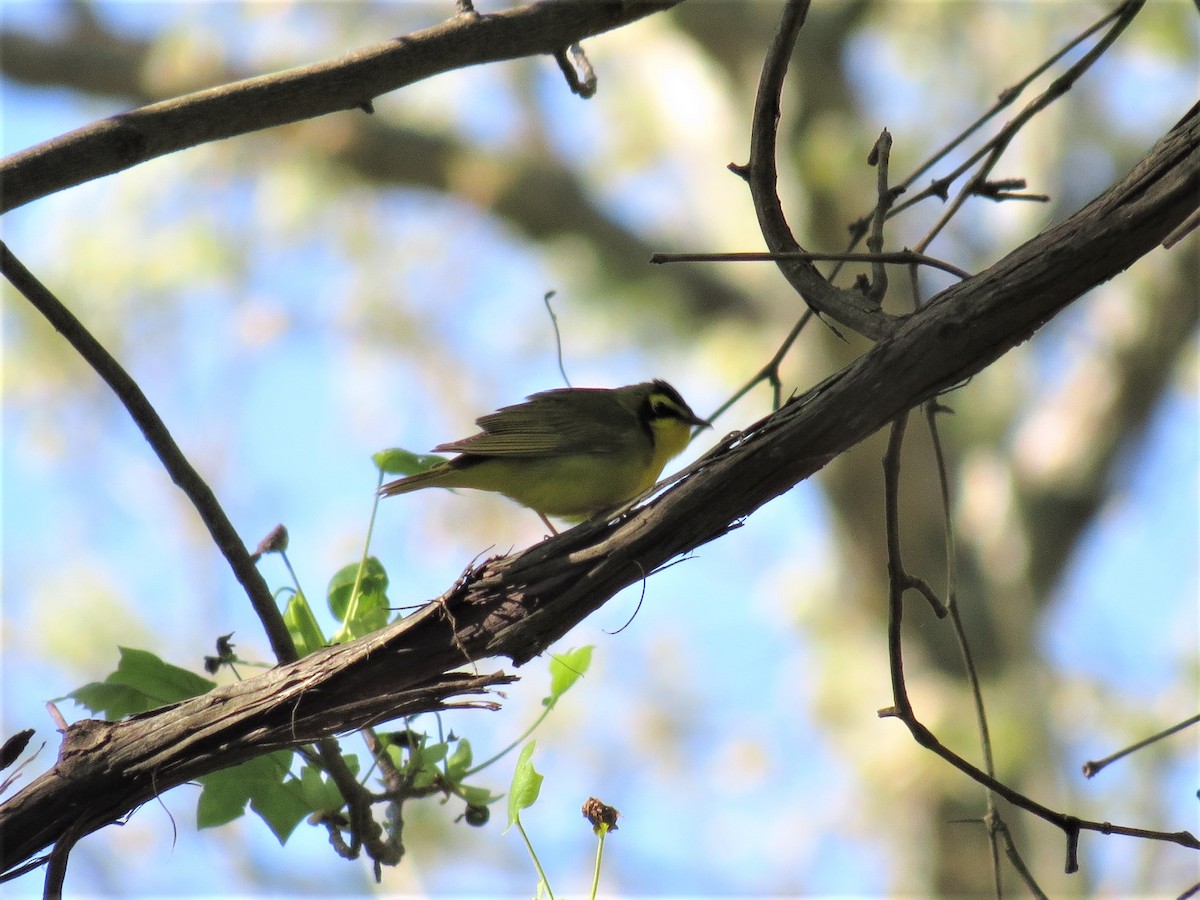 Kentucky Warbler - ML333154661