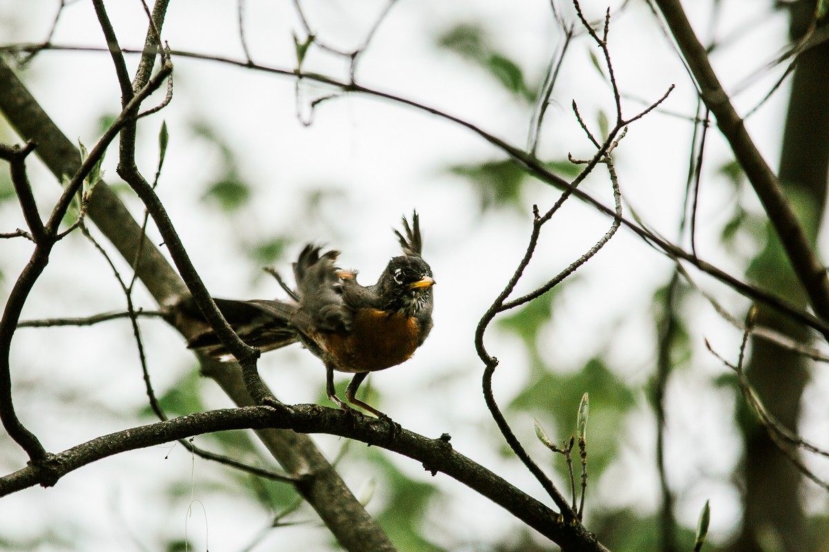 American Robin - ML333154671