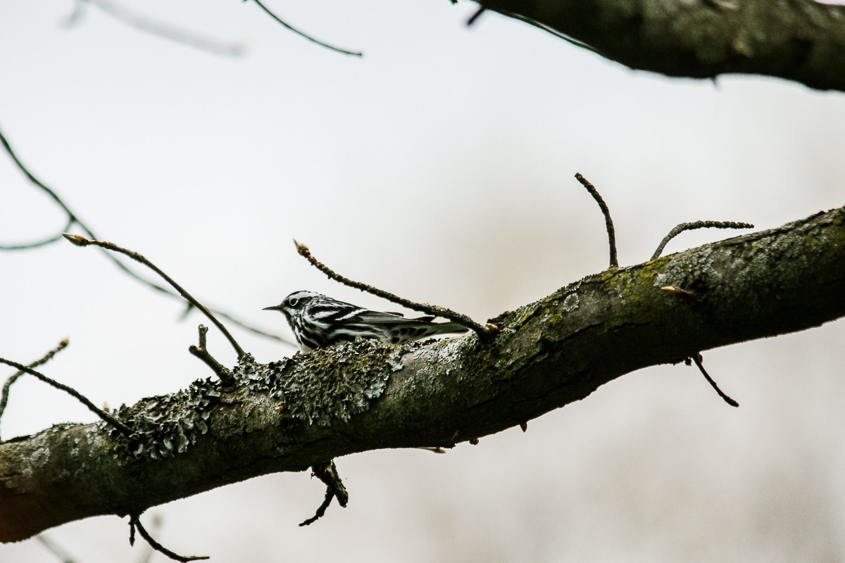 Black-and-white Warbler - ML333154781