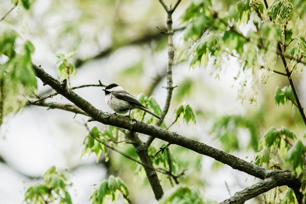 Black-capped Chickadee - ML333155071