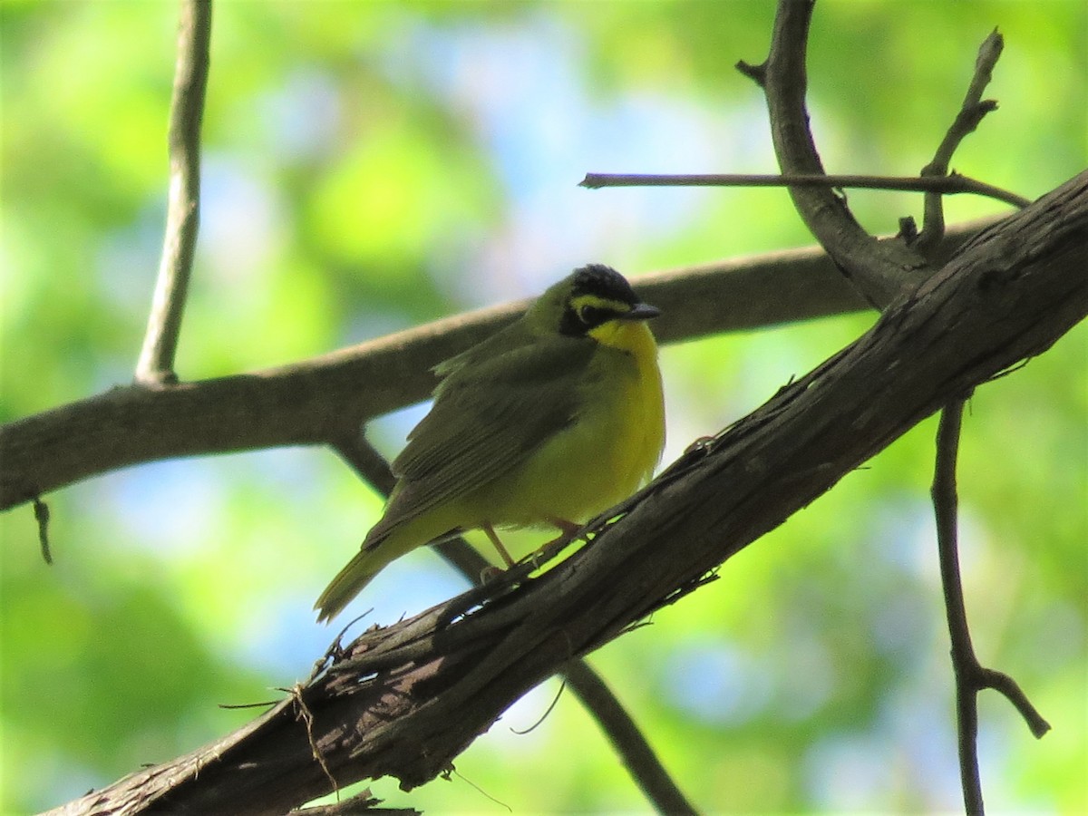 Kentucky Warbler - ML333155391