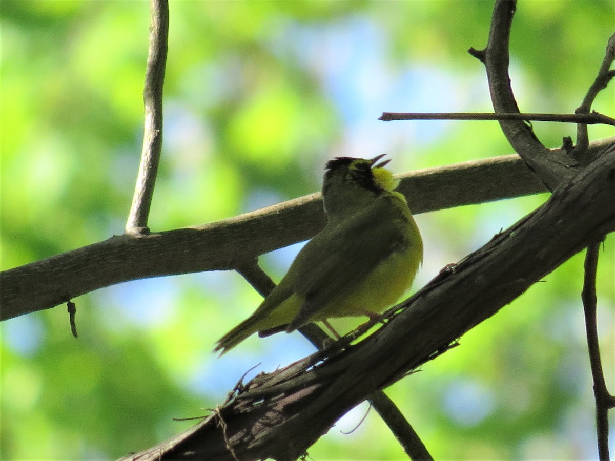 Kentucky Warbler - ML333155881