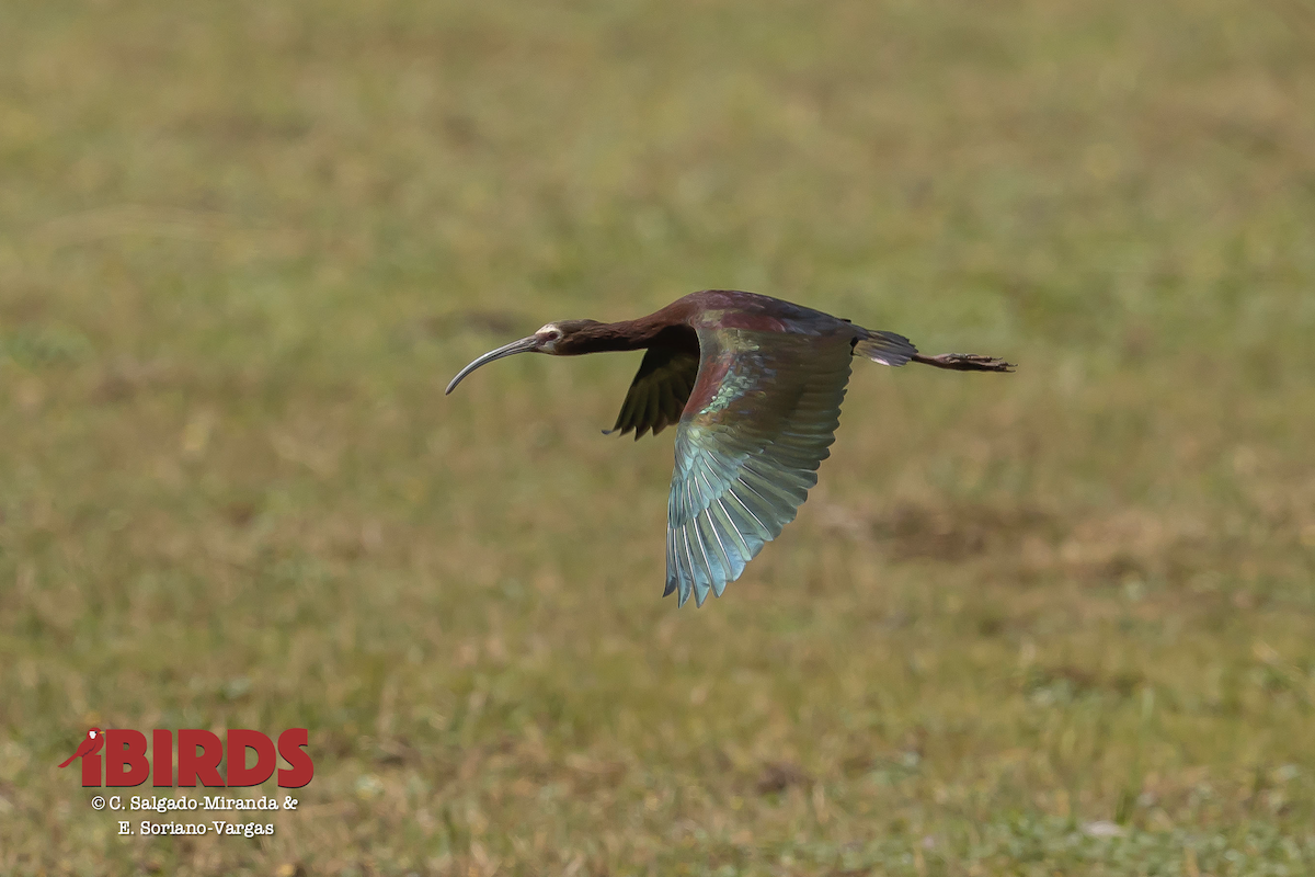 White-faced Ibis - C. Salgado-Miranda & E. Soriano-Vargas