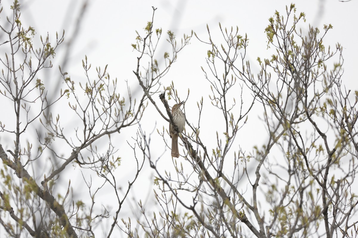 Brown Thrasher - ML333158121