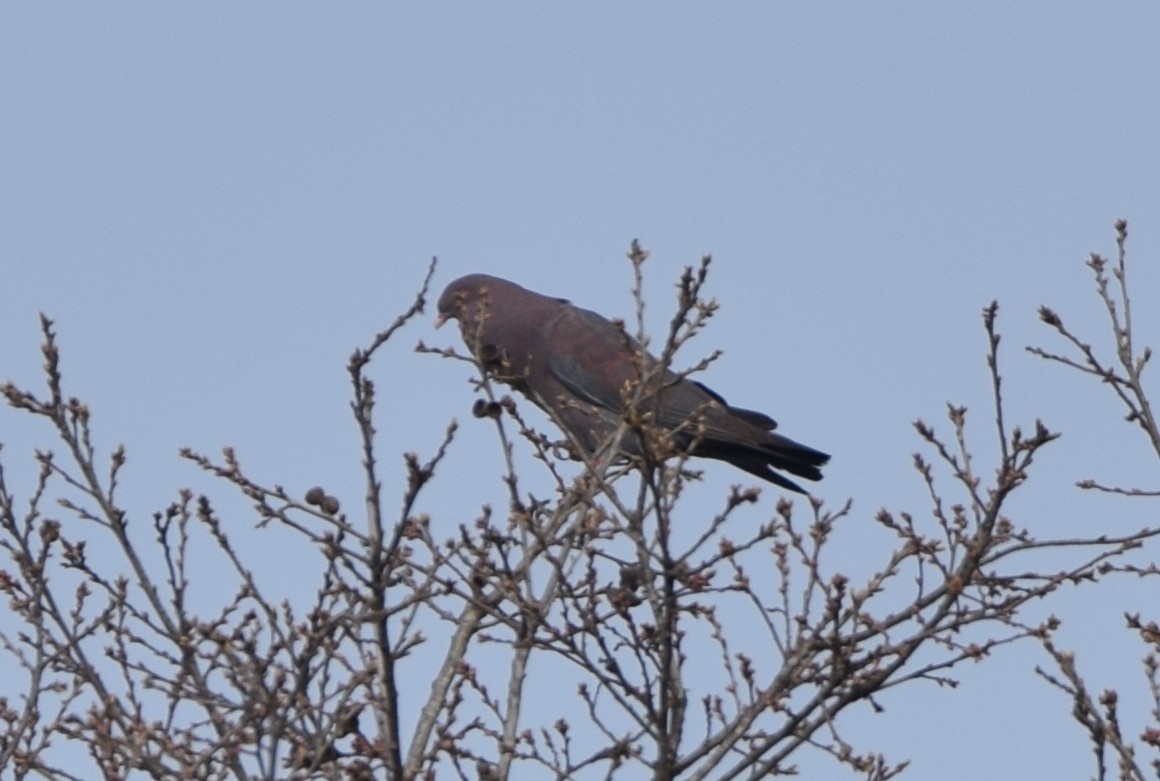 Red-billed Pigeon - ML333158131