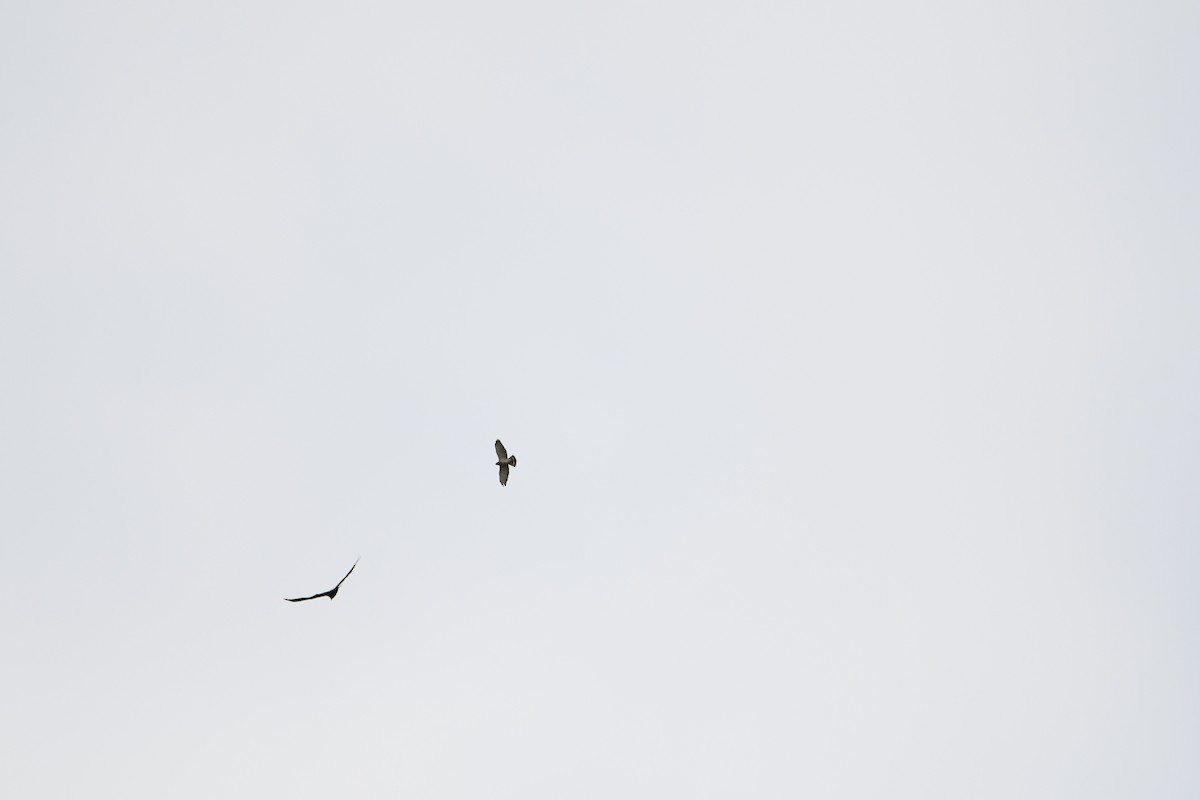 Broad-winged Hawk - ML333158271