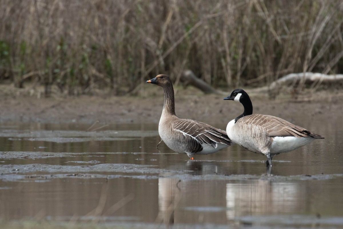 Tundra Bean-Goose - Alex Lamoreaux