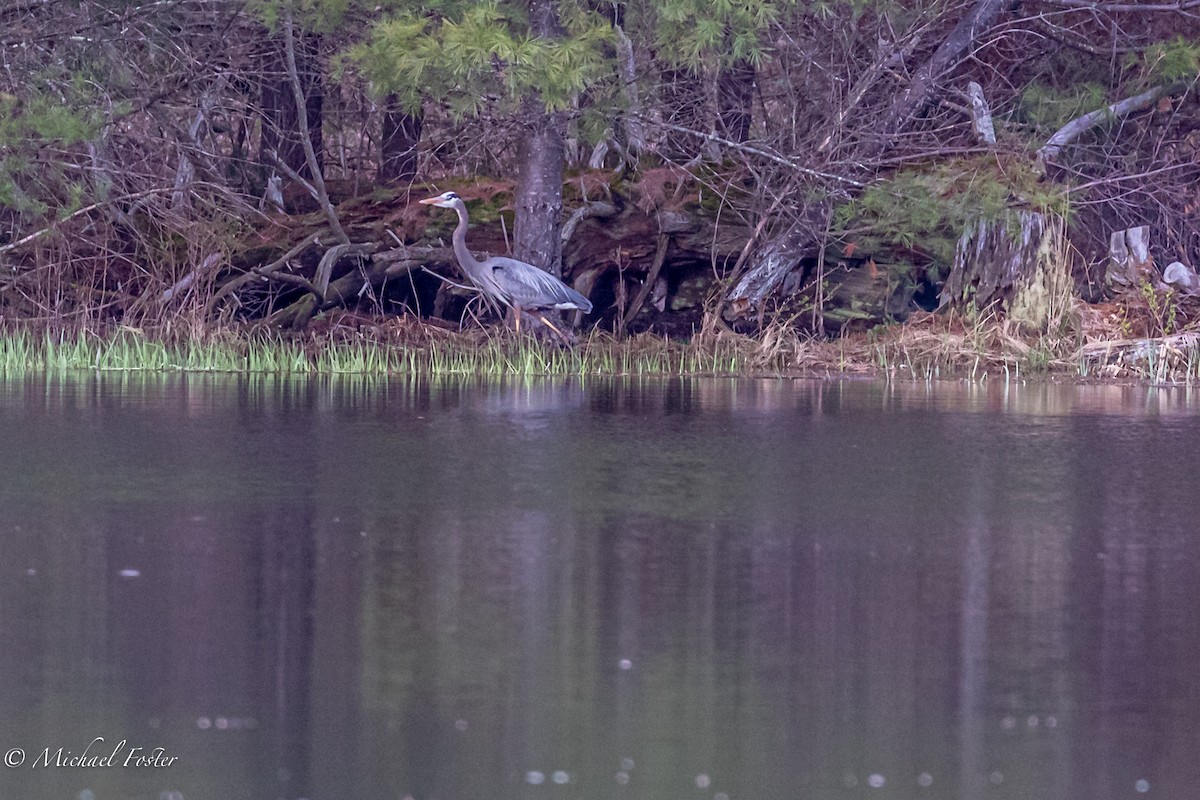 Great Blue Heron - ML333160061