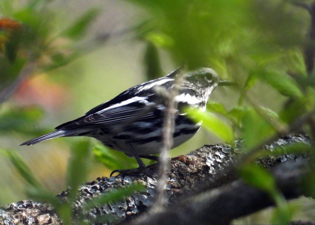Black-and-white Warbler - ML333161291