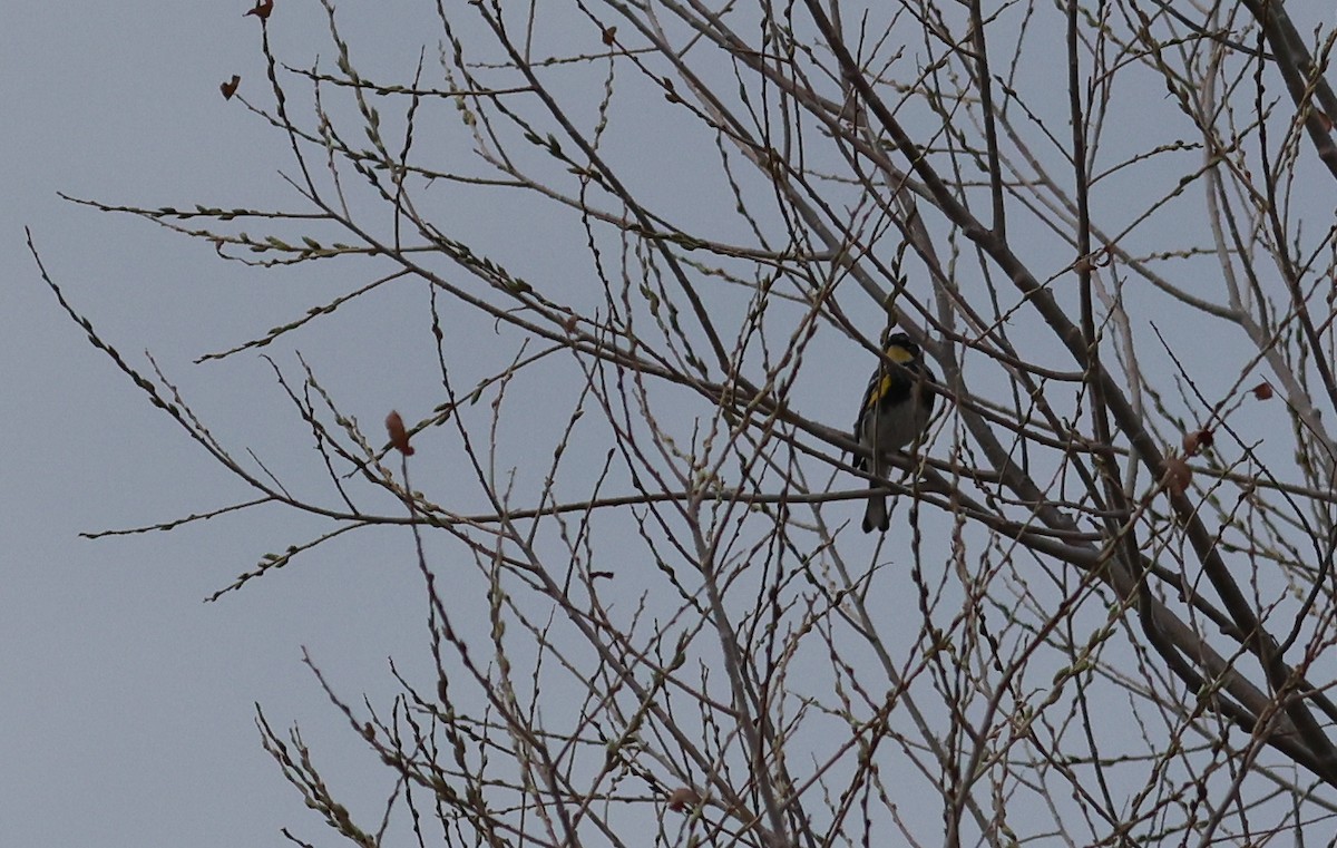 Yellow-rumped Warbler (Myrtle x Audubon's) - ML333161411