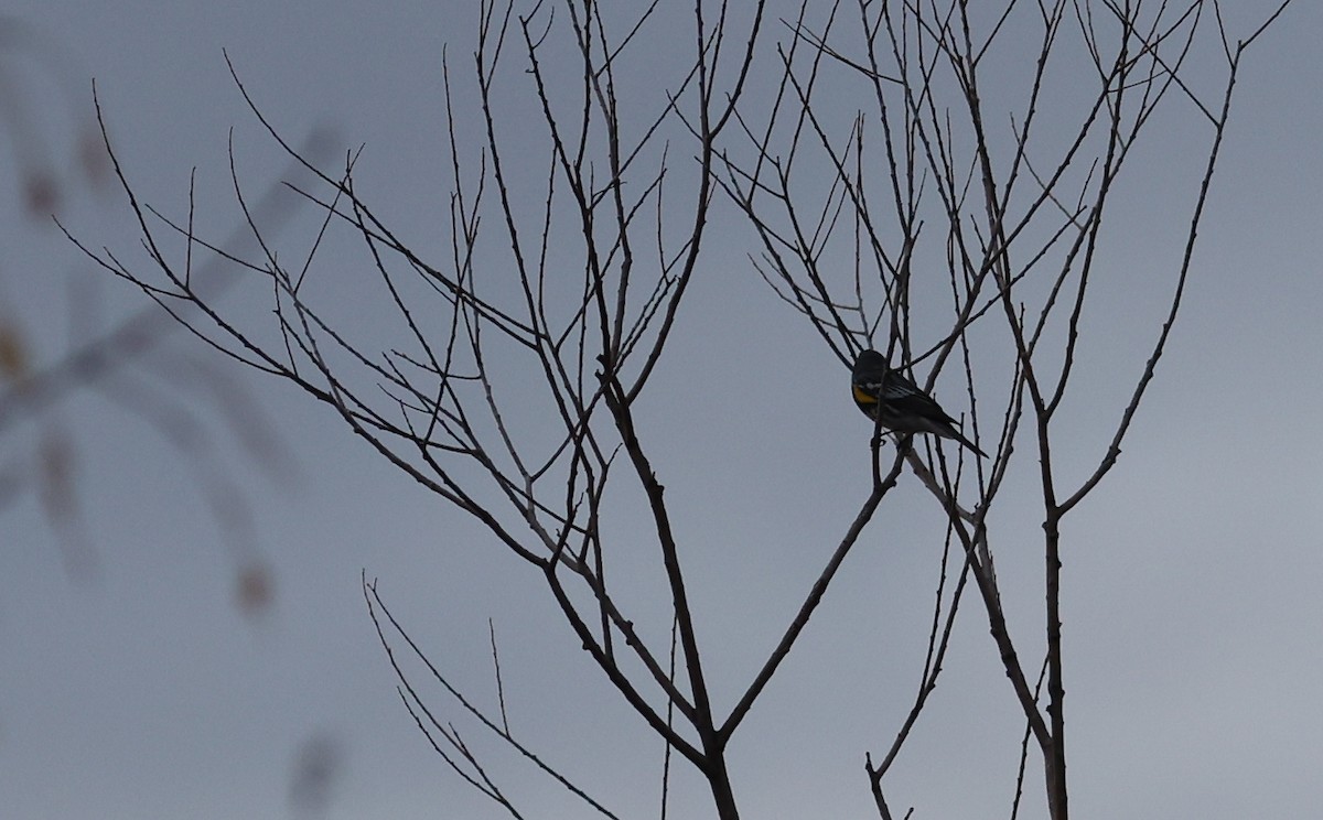 Yellow-rumped Warbler (Myrtle x Audubon's) - ML333161431
