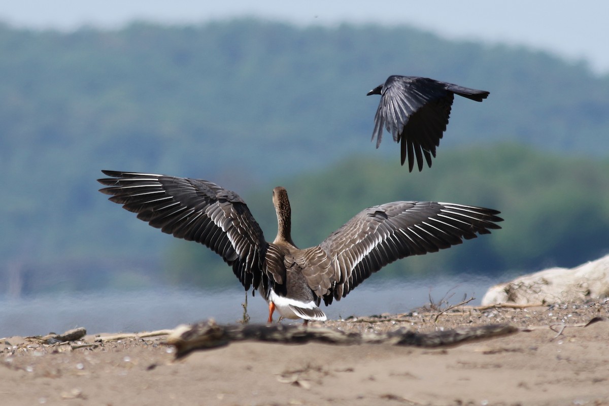 Tundra Bean-Goose - Zach Millen