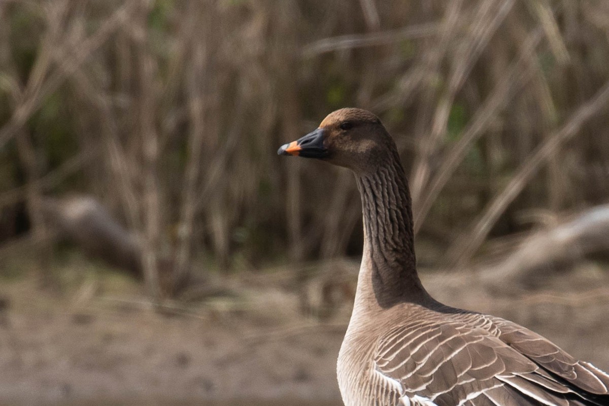 Tundra Bean-Goose - Alex Lamoreaux