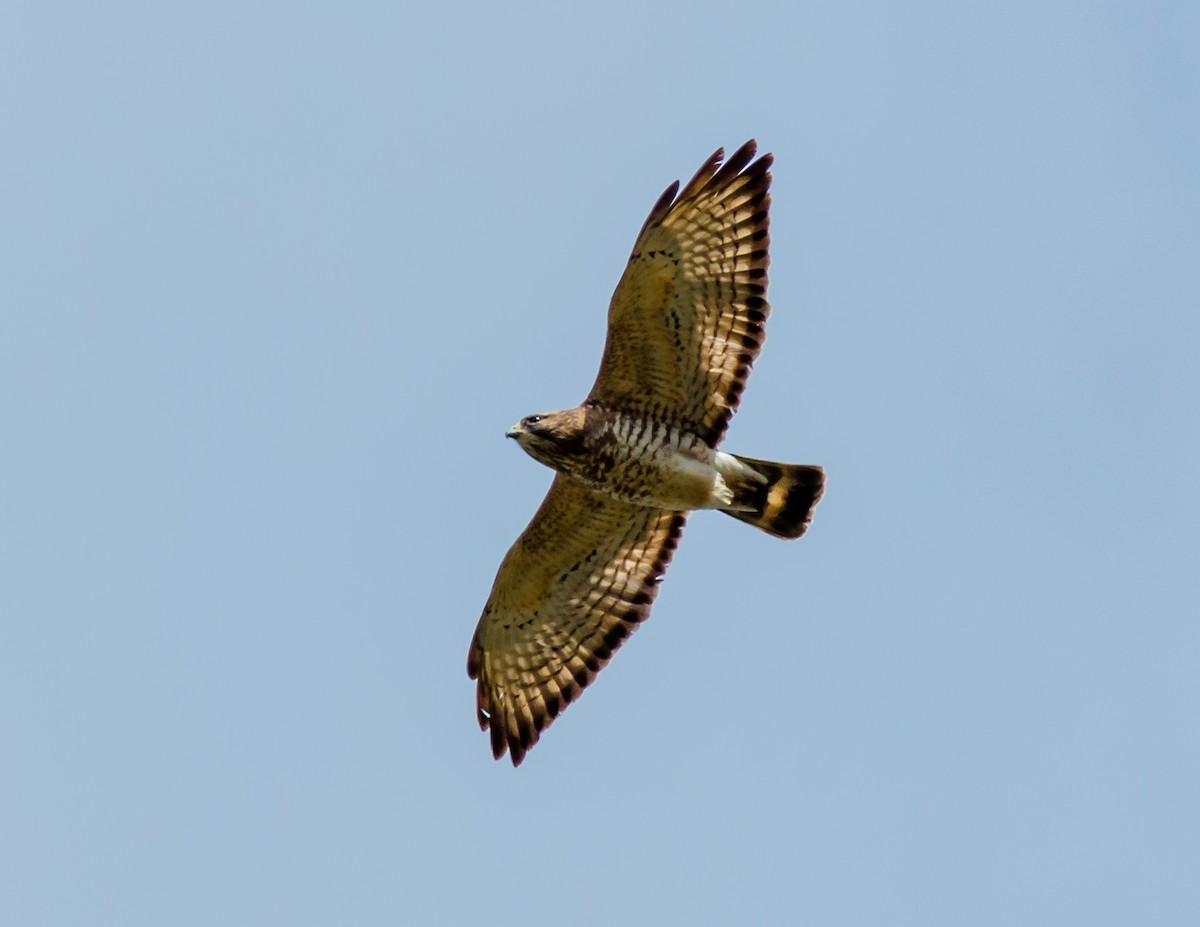 Broad-winged Hawk - ML333162091